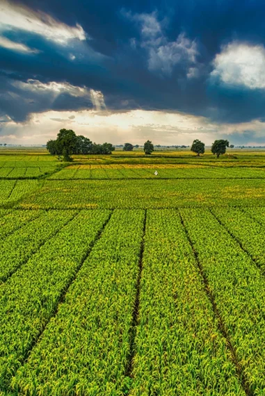 serviço - Regularização fundiária - PRÓ-RURAL